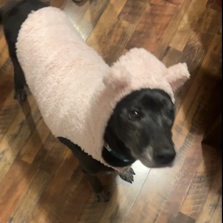 helpsavesophia