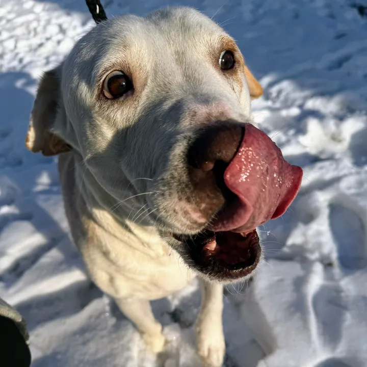 causeforcanines