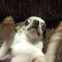 @burritodogs
