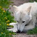 @risenwolf18