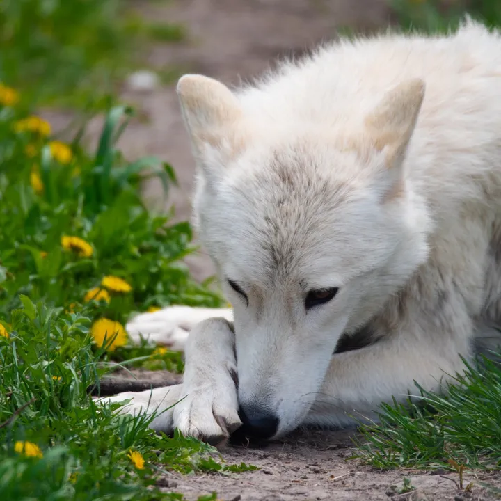 risenwolf18