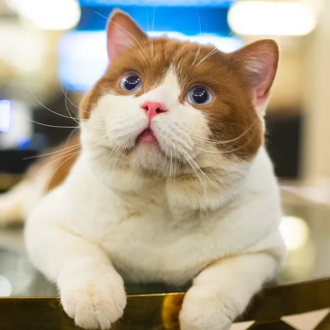 dutchthebritishcat