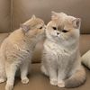 catlove00100