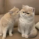 @catlove00100