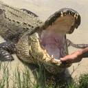 @gatorcountrytx