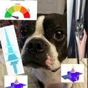 @dogiscool42