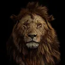 @lion_world5