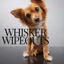 @whiskerwipeouts