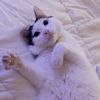 3kittycatss