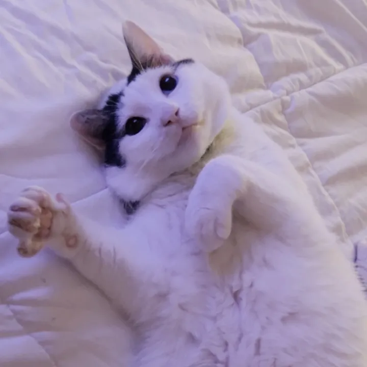 3kittycatss