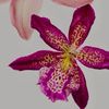 floralbel