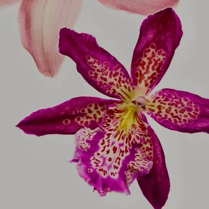 @floralbel