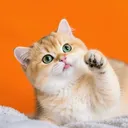@soothingcats