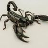 scorpio13122