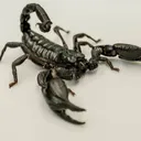 @scorpio13122
