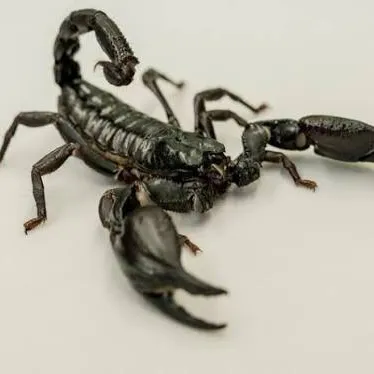 @scorpio13122