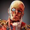 anatomie_offiziell