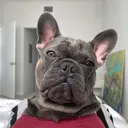 @mybenjipooch