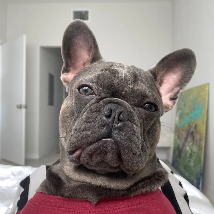 mybenjipooch