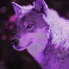 .moonlight._the_wolf._