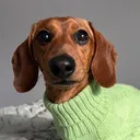 @slinkyseverusdoo