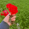 am_writes_4981