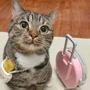 @nanacatty1
