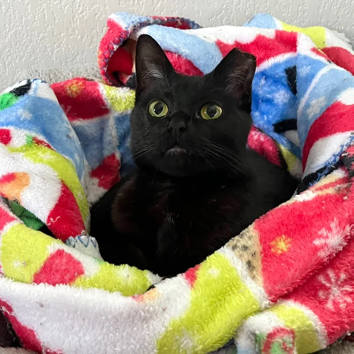 dutch.vandercat