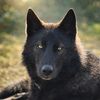 amadeusvolf