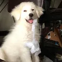 @mr_pinky_bear