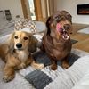 sausagedogsisters