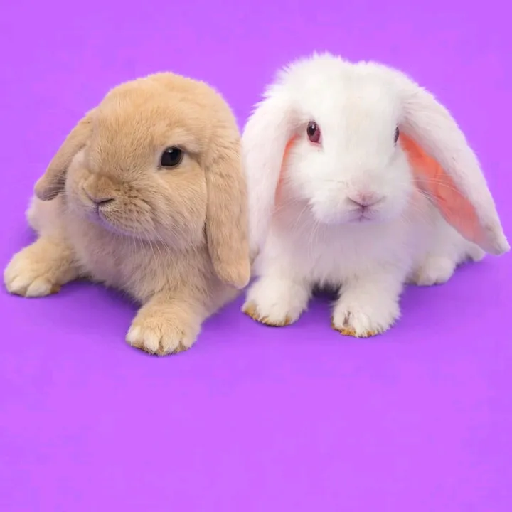 @nuggetandchip