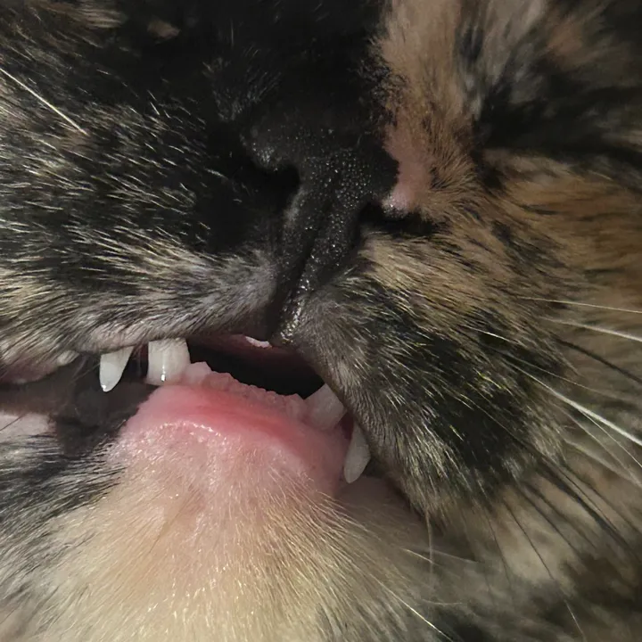 minnie.cat.meow