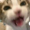 jor_jorrr