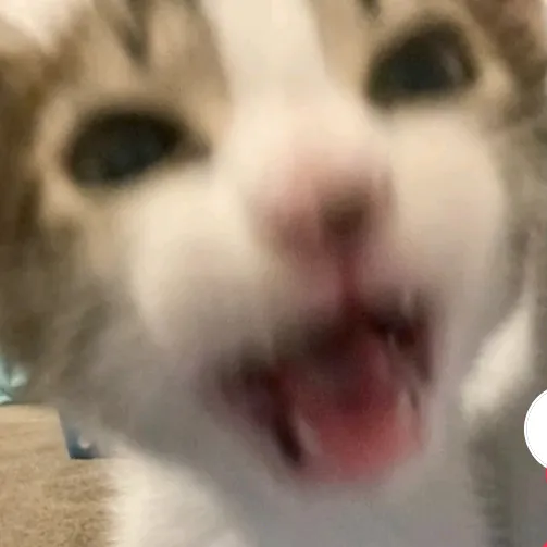 jor_jorrr
