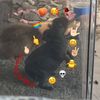 myratyra1