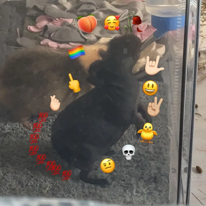 myratyra1