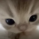 @autogenics_