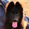 blackgermanshepherd1