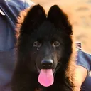 @blackgermanshepherd1
