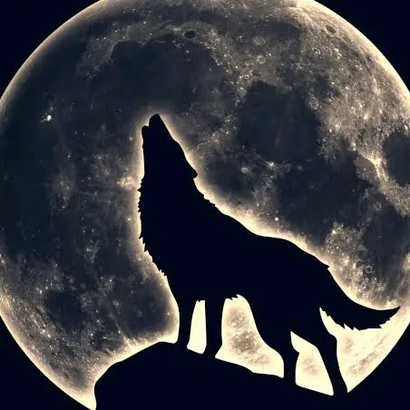 @wolfs_journey82