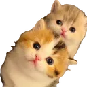 @petsmania07
