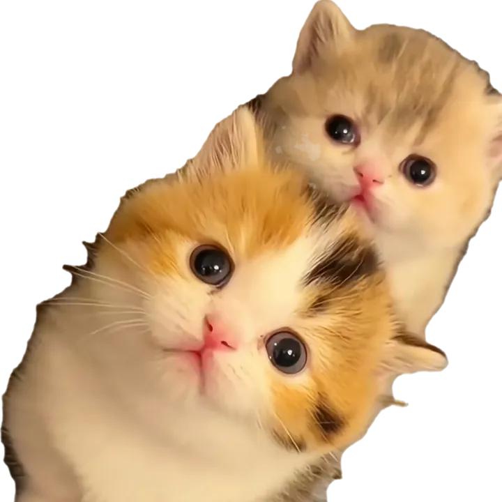 petsmania07