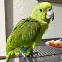 @coco_theparrot1