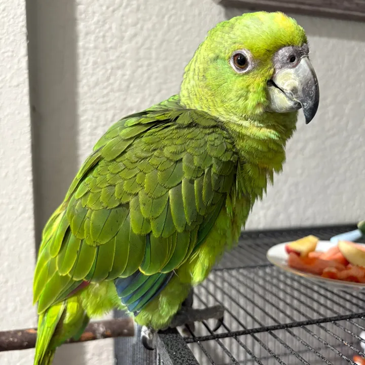 coco_theparrot1