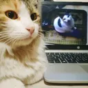 @shira_informando9