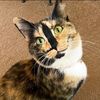 snickersthesmilingcat