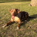 @waylonthecatahoula