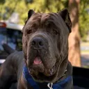 @salmoncreek.canecorso