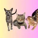 @threenawtycats